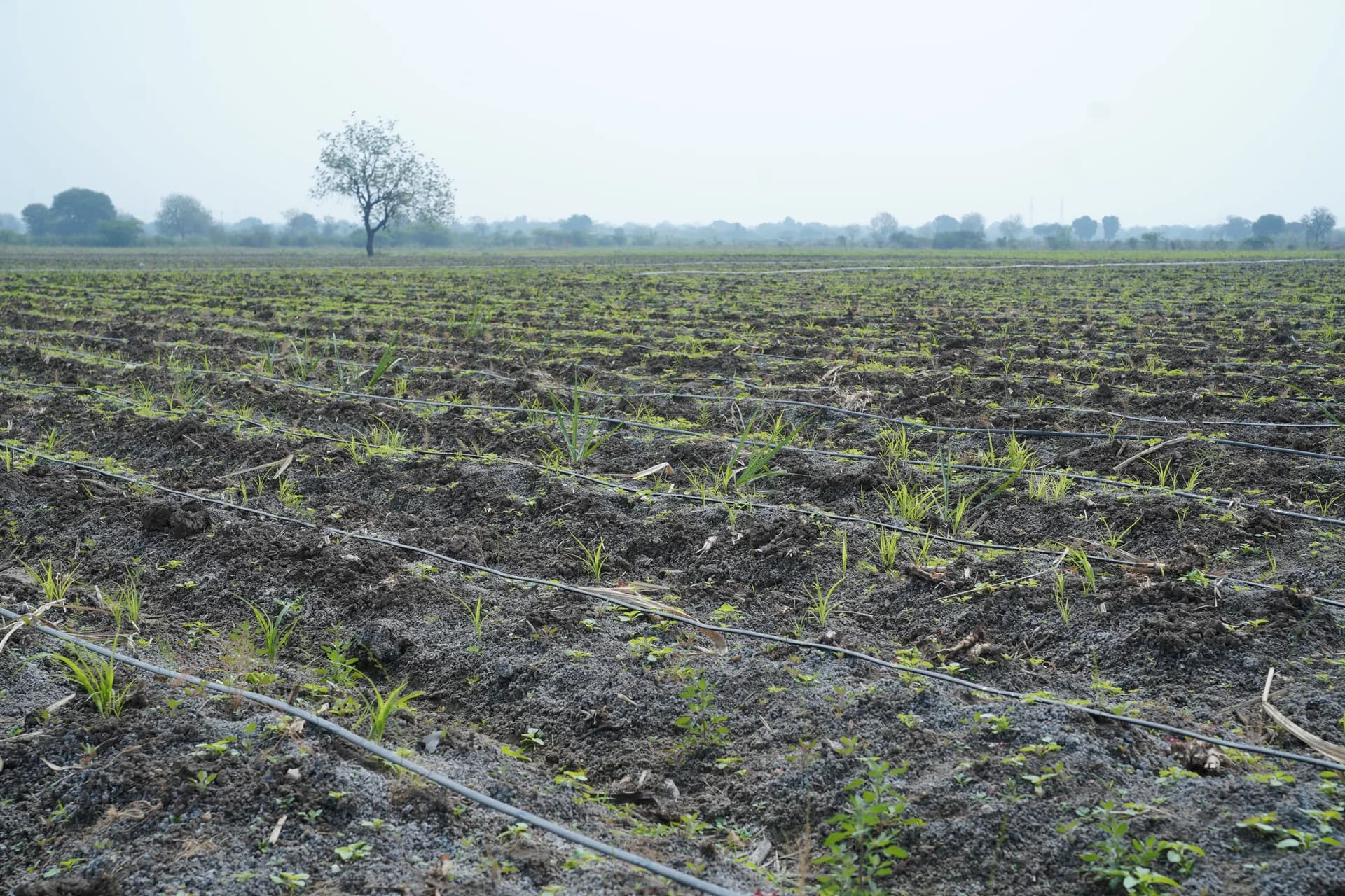 Agreevita Farm View 1