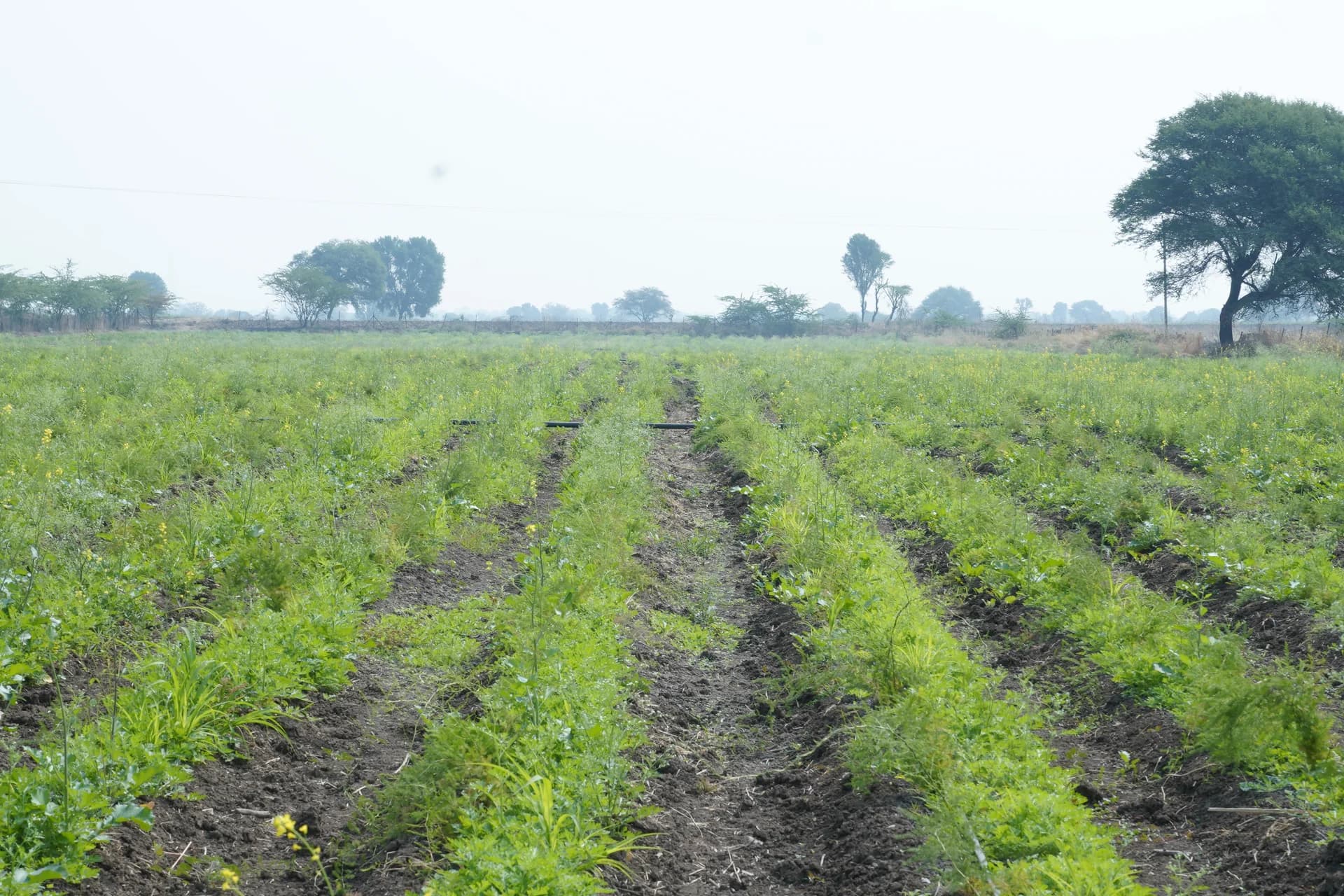 Agreevita Farm View 2